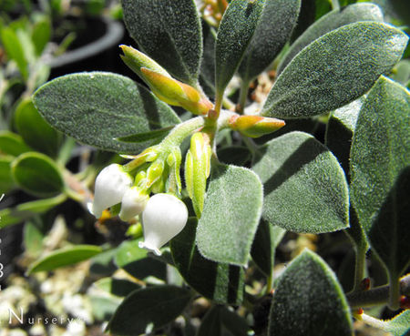 Arctostaphylos hookeri franciscana ssp. - Franciscan Manzanita