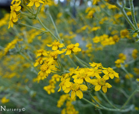Eriophyllum confertiflorum - Golden Yarrow