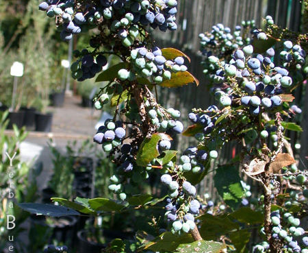 Berberis aquifolium - Oregon Grape