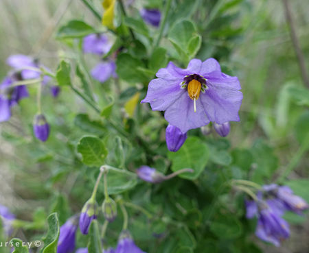 Solanum umbelliferum - Blue Witch