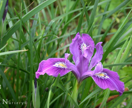 Iris innominata - Del Norte Iris
