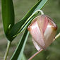 Calochortus albus