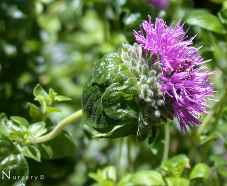Monardella villosa x purpurea - Coyote Mint