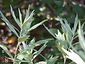 Artemisia douglasiana