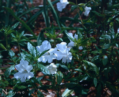 Mimulus white - Monkeyflower