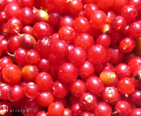 Rhamnus crocea - Red Berry