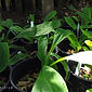 Lysichiton americanum