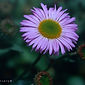 Erigeron 'W.R.'