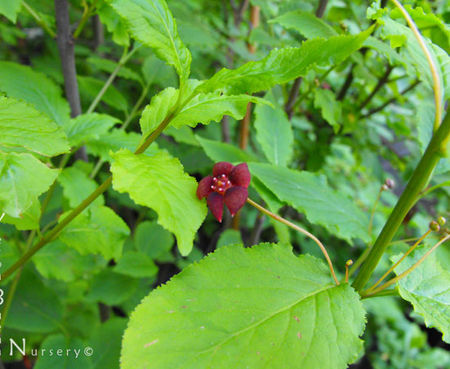 Euonymus occidentalis - Western Burning Bush