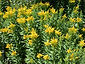Solidago californica