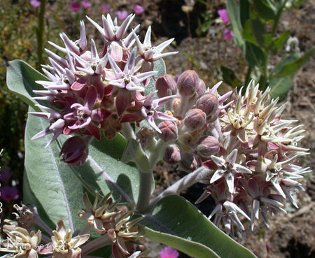 Asclepias speciosa - Showy Milkweed