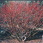 Cornus sericea