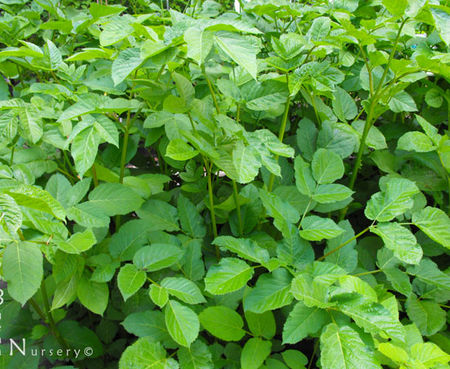 Aralia californica - Elk Clover