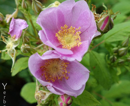 Rosa woodsii ultramontana var. - Interior Rose