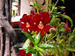 Mimulus