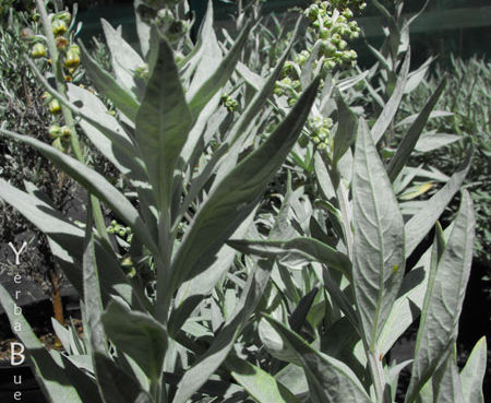 Artemisia ludoviciana 'Valerie Finnis' - Silver Wormwood