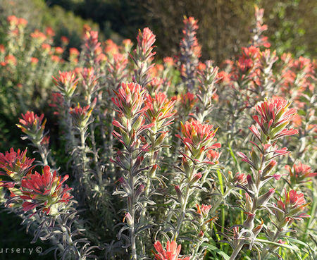 Castilleja foliolosa - Indian Paintbrush