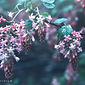 Ribes sanguineum glutinosum var.