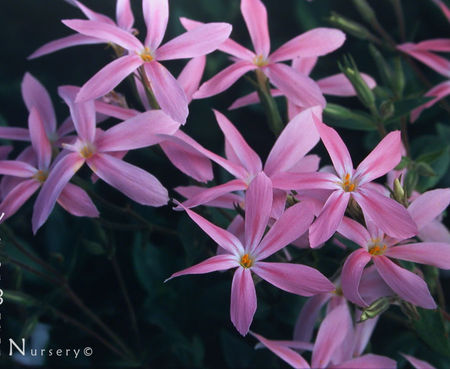 Phlox adsurgens 'Wagon Wheel' - Woodland Phlox