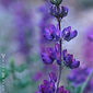 Lupinus albifrons collinus var.