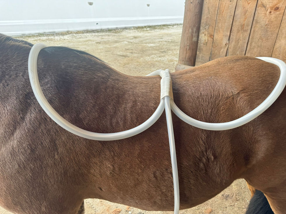 Pferdekörper mit XL WaveWings