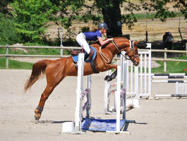 cheval équitation centre équestre bordeaux libourne equifeel bordeaux libourne box CSO coa