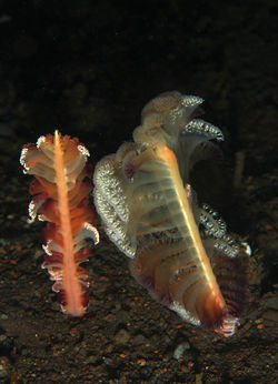 Sea Pen
