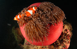 Sea Anemone