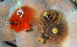 Christmastree Tubeworm