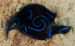 Blue Velvet Headshild Slug