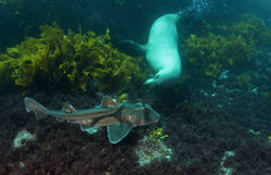 Australien Sealion