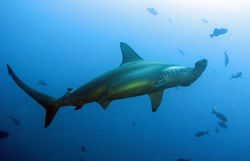 Hammerhead