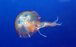 Pelagia Noctiluca
