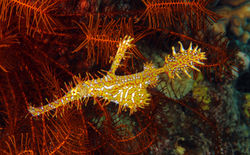 Ornate Ghost Pipefish