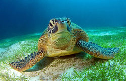 Green Turtle