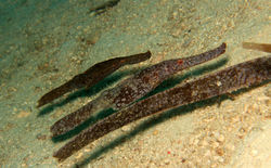 Robust Gohst Pipe Fishes