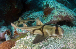 Port Jackson Shark