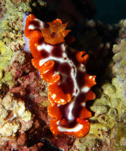 Hypselodoris PurpureomaculosHamatani