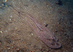 White-V Octopus