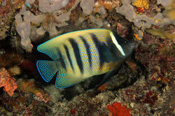 Six Banded Angelfish