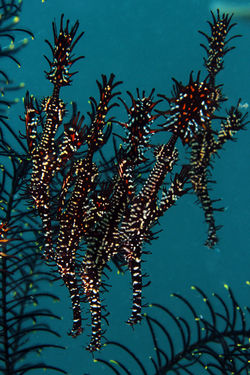 Ornate Gosth Pipefish