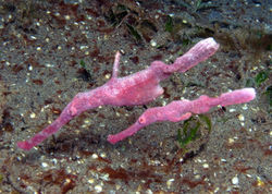 Velvet Ghost Pipe Fishes