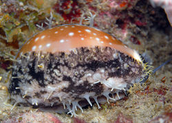 Lynx Cowrie