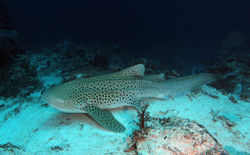 Zebrashark