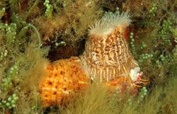Hermit Crab Anomenie