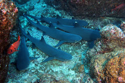 Withe Tip Reefsharks