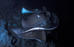 Tahitian and Marpeled Stingrays