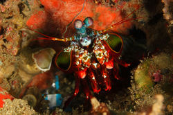 Peacock Mantis Shrimp