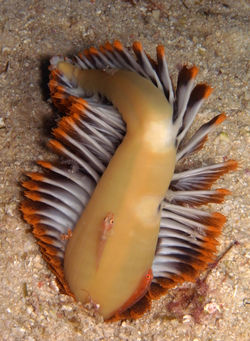 Sea Pen