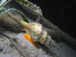 Trapezium Horse Conch